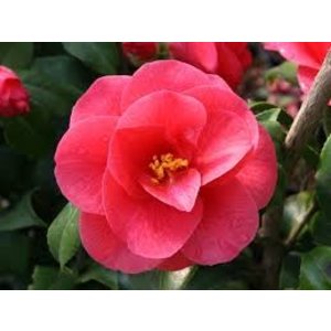 Camellia japonica 'Mary Williams'