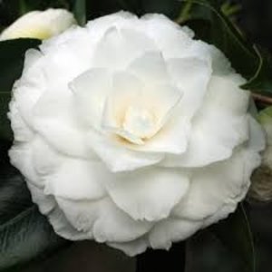 Camellia japonica 'Matterhorn'