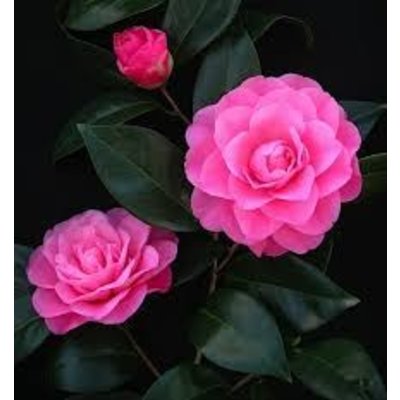 Camellia Japonica Mrs Tingley Kopen Bij Tuincentrum Boskoops Nl Online Tuincentrum