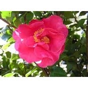 Camellia japonica 'Dr. King'