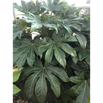 Fatsia Japonica - Online Tuincentrum