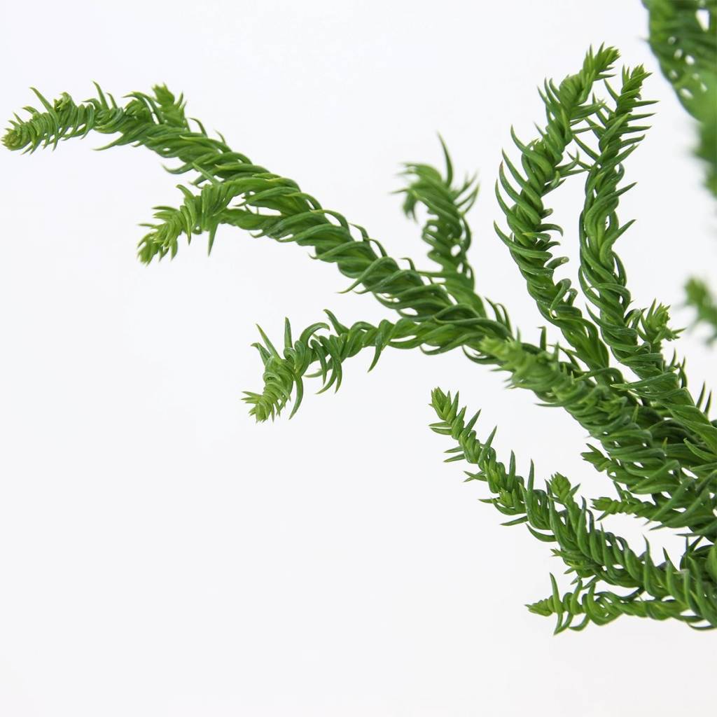 Cryptomeria j. Rasen kopen bij Tuincentrum Boskoops.nl - Online Tuincentrum