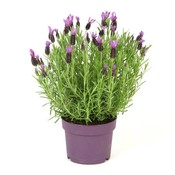 Lavendel Stoechas Anouk