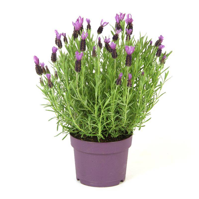 Lavendel Stoechas kopen bij - Online Tuincentrum