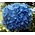 Hydrangea macr. 'Nikko Blue'