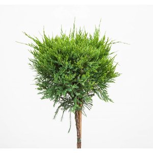 Juniperus med. 'Pfitzer. Compacta'