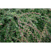Cotoneaster apicul. Tom Thumb