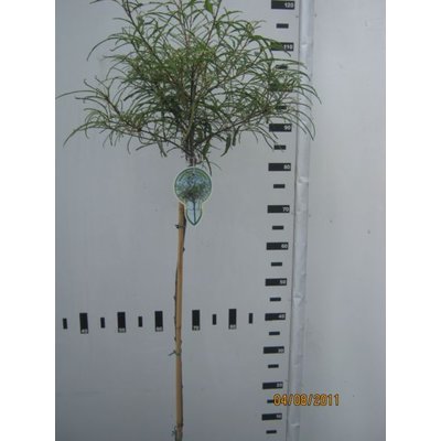 Rhamnus frangula Aspleniifolia