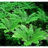 Dryopteris aff. 'cristata' the king