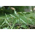 Fagus sylvatica 'Aspleniifolia'