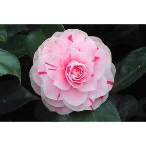 Camellia Jap. Bonomiana Nova