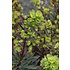 Euphorbia amy. 'Purpurea'