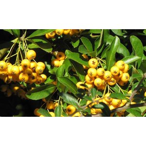 Pyracantha Kopen Van Topkwaliteit Doet U Voordelig Hier Online Tuincentrum