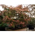 Acer Japonicum Aconitifolium