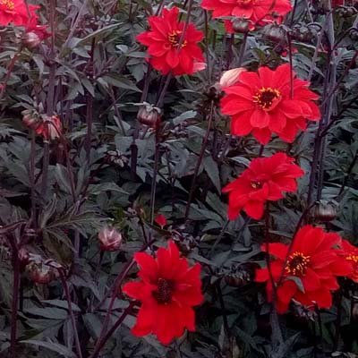 4 Stück Bishop of Llandaff