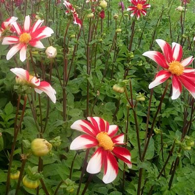 4 Stück Windmill Lieferung ab Dezember