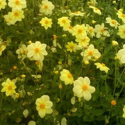 4 stuks Yellow Sneezy