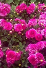 4 Stück Purple Diamond