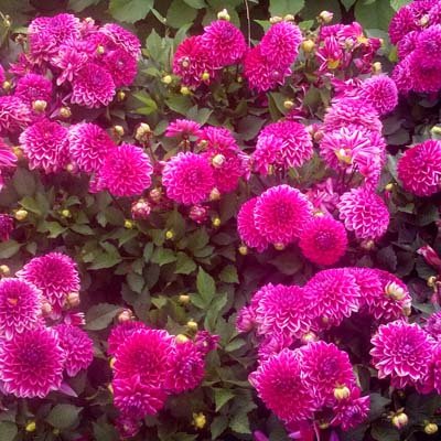 4 Stück Purple Diamond