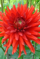 4 stuks Berger's Rekord