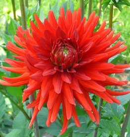 4 Stück Berger's Rekord