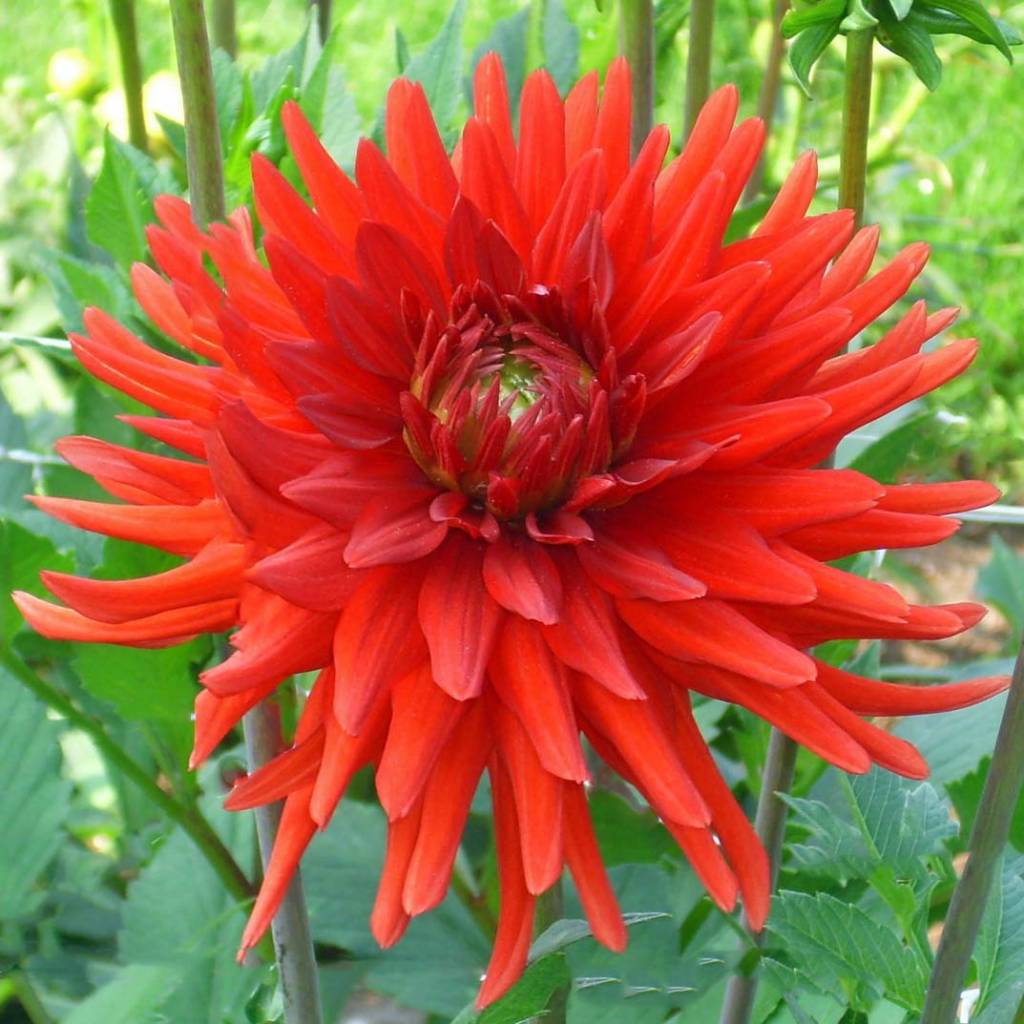 4 Stück Berger's Rekord