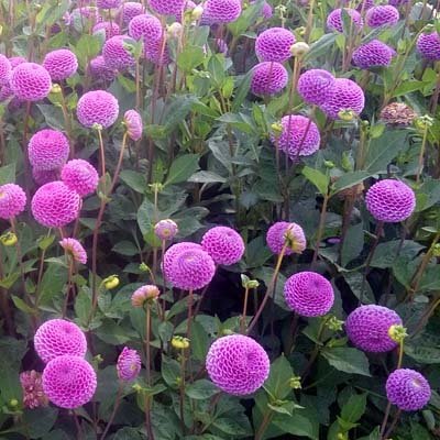 4 Stück Franz Kafka