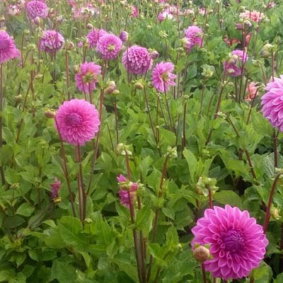 4 stuks Lucky Number