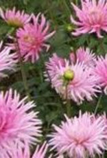 4 Stück Park Princess