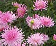 4 stuks Park Princess