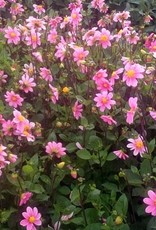 4 Stück Topmix Rosa/Bonne Espérance