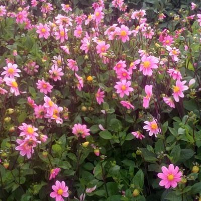 4 Stück Topmix Rosa/Bonne Espérance Lieferung ab Dezember