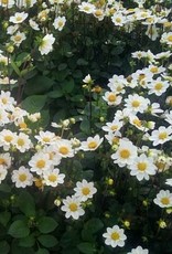 4 Stück Topmix Weiß/Bambino