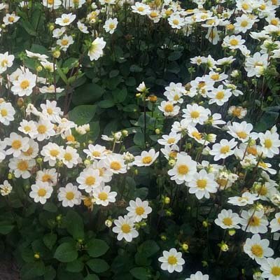 4 stuks Topmix Wit/Bambino