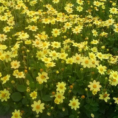 4 Stück Topmix Gelb