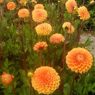 4 Stück Sylvia/Maren