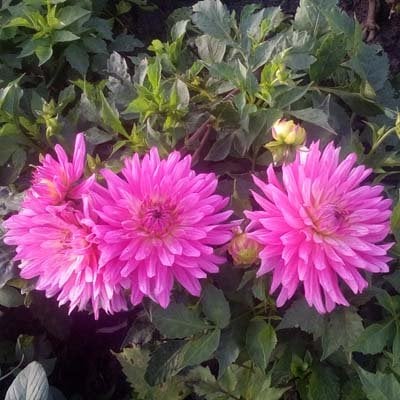 4 stuks Vanessa Levering vanaf december