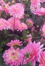 4 Stück Gerrie Hoek