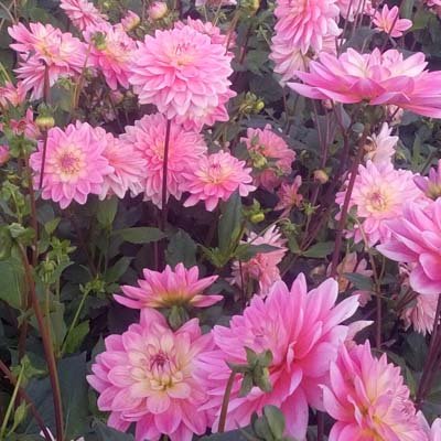 4 Stück Gerrie Hoek