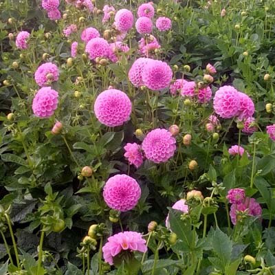 4 stuks Stolze von Berlin