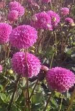 4 Stück Sandra Lieferung ab Dezember