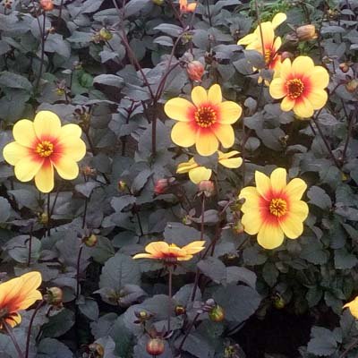 4 stuks Sunshine/Moonfire Levering vanaf december
