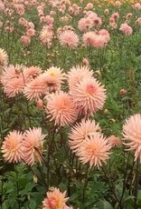 4 stuks Préférence