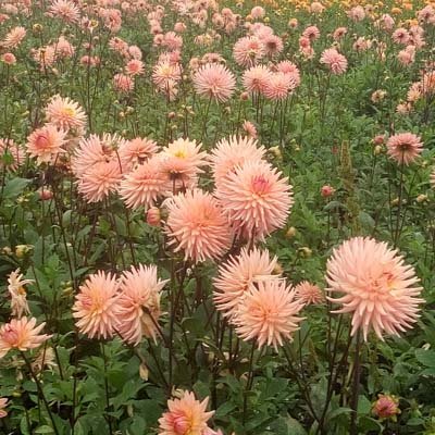 4 stuks Préférence