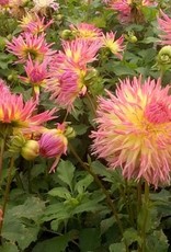 4 Stück Lindsay Michelle