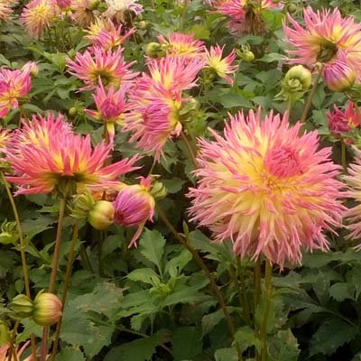 4 stuks Lindsay Michelle