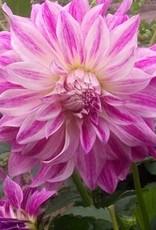 4 Stück Bristol Stripe