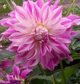 4 stuks Bristol Stripe