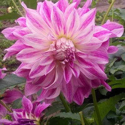 4 Stück Bristol Stripe