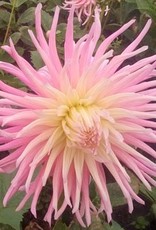 4 Stück Star's Favourite